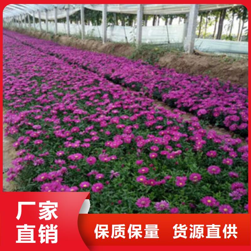 时令草花观赏草/蒲苇狼尾草源厂直销源厂直销