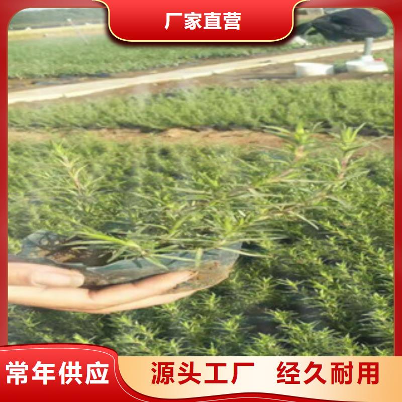 时令草花_耐寒耐旱草花基地实力商家供货稳定推荐厂家