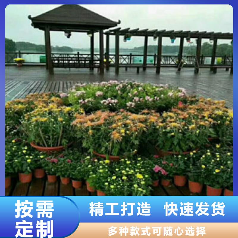 时令草花-观赏草/蒲苇狼尾草正品保障同城经销商