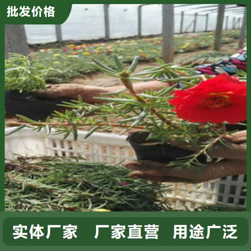 ?宿根花卉【耐寒耐旱草花基地】實(shí)拍品質(zhì)保障本地經(jīng)銷商