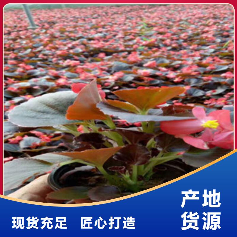 宿根花卉花海景觀工程源頭采購加工定制