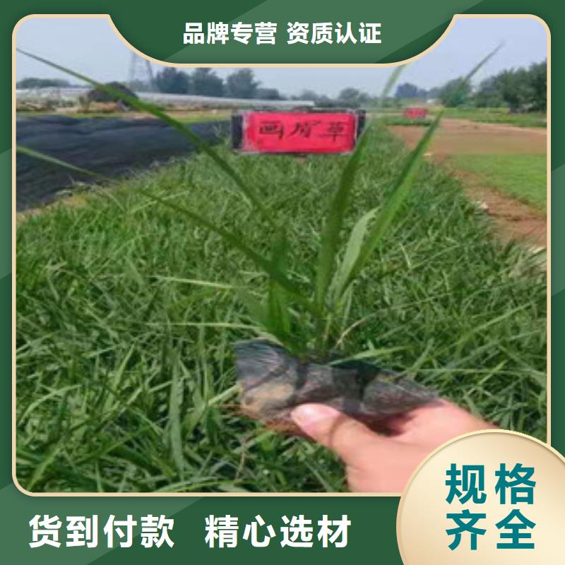宿根花卉耐寒耐旱草花基地生產經驗豐富本地品牌