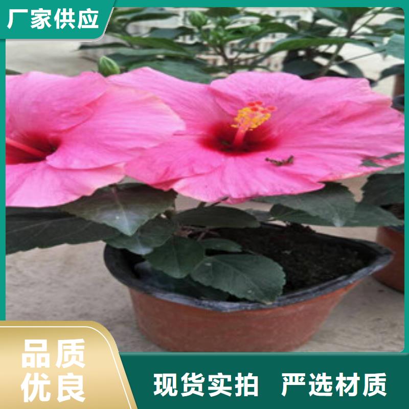 【花海景观花海景观工程厂家型号齐全】正规厂家