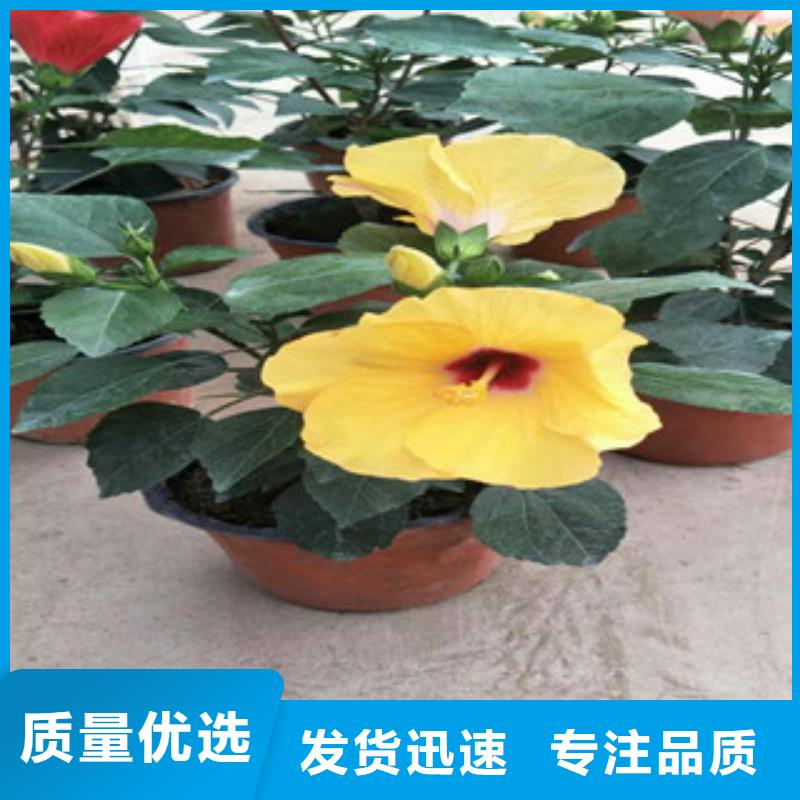 花海景觀柳葉馬鞭草/薰衣草多種款式可隨心選擇優(yōu)質(zhì)材料廠家直銷