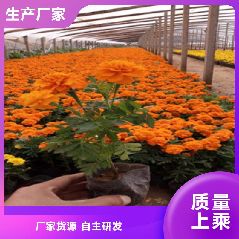 ?花海景觀時令花卉/綠化草花價格實(shí)體廠家支持定制支持定制