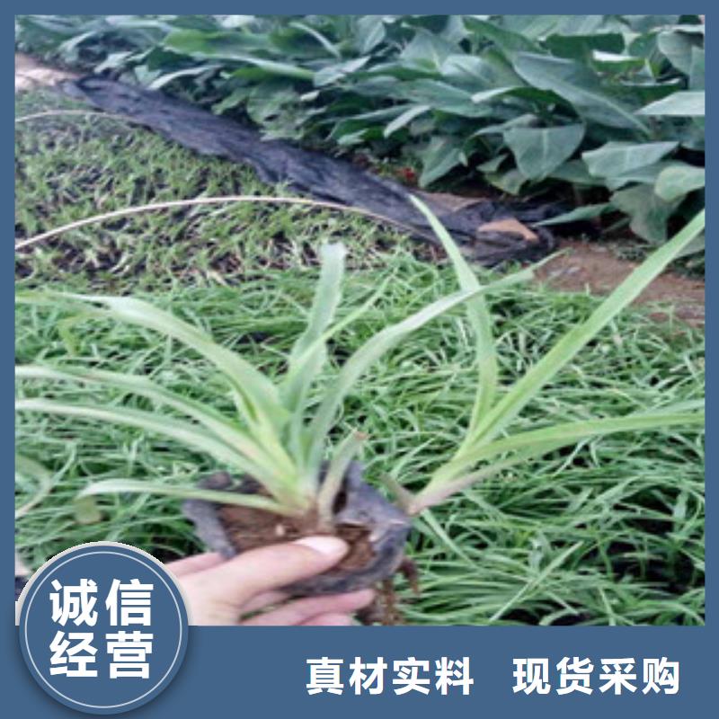花海景觀耐寒耐旱草花基地工藝層層把關買的放心