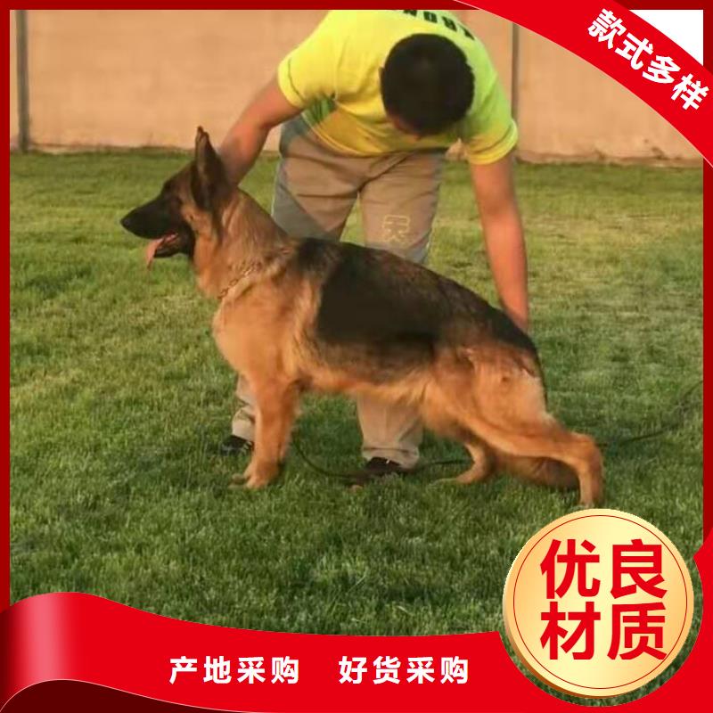 【德國牧羊犬,德牧犬廠家直營】可定制