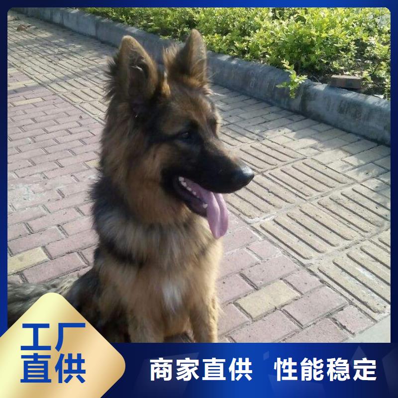 【德國(guó)牧羊犬】比特犬專業(yè)生產(chǎn)設(shè)備符合標(biāo)準(zhǔn)