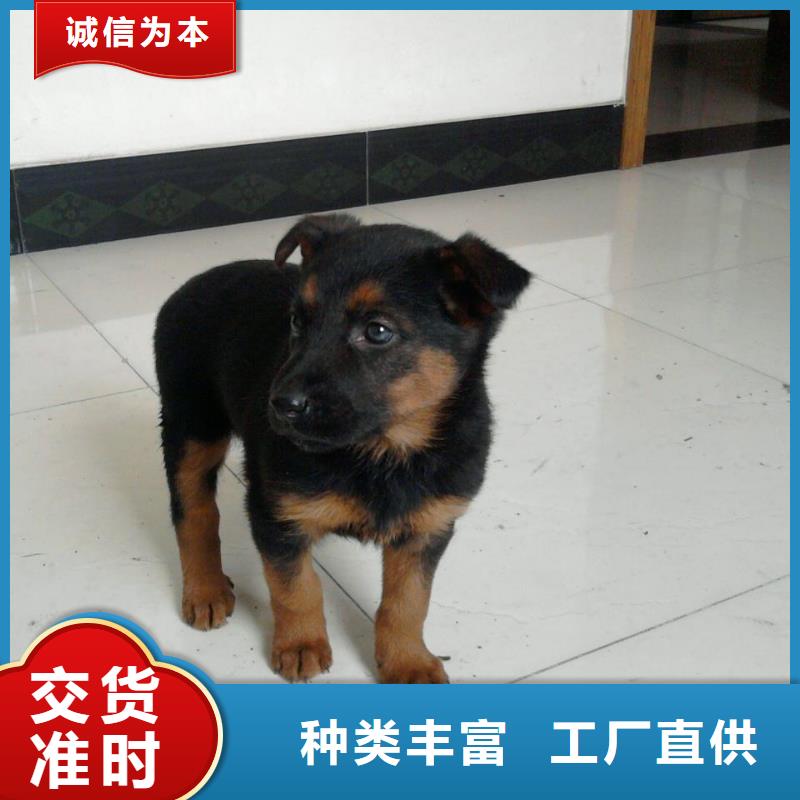 ?德國牧羊犬卡斯羅犬拒絕偽劣產(chǎn)品產(chǎn)品性能