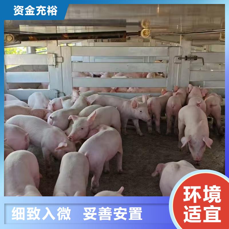宿遷市沭陽到宿遷牲畜運輸嚴格規范