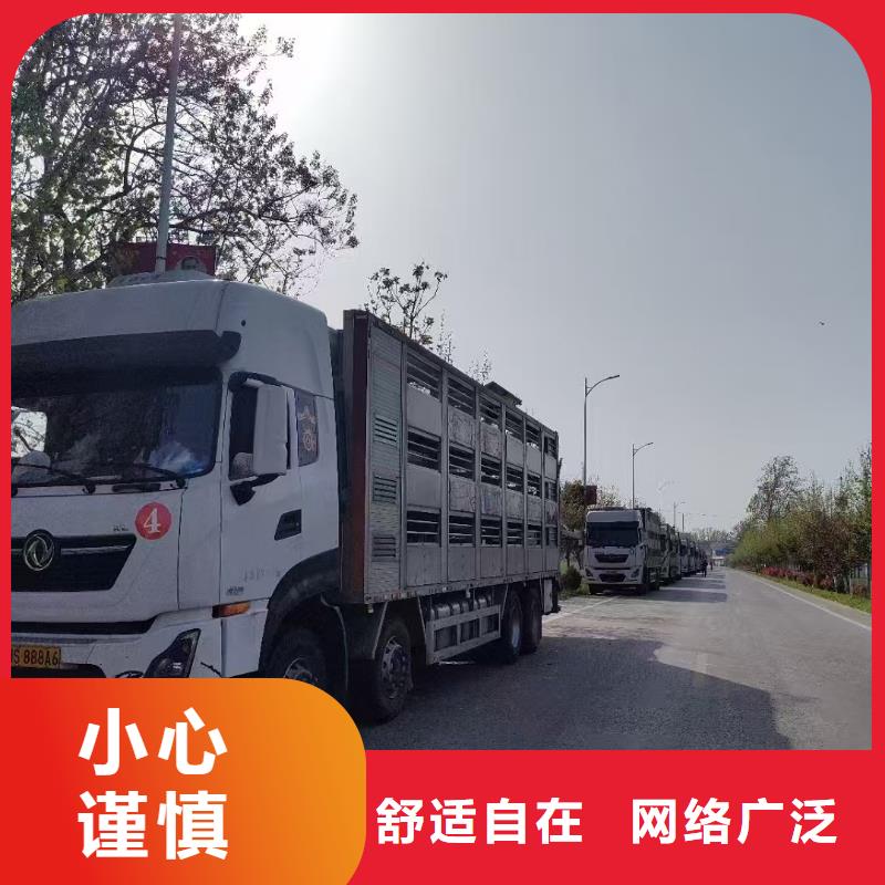 連云港到宿遷活禽運輸精心照料