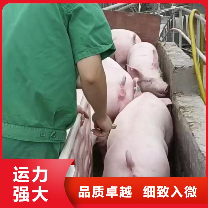 宿遷市到宿遷活禽運輸合作廣泛