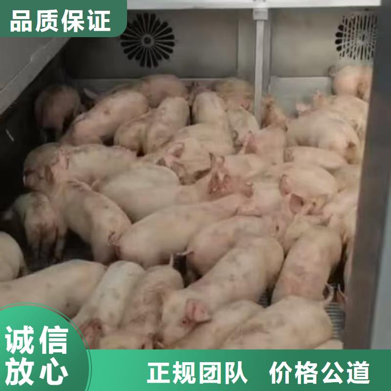 宿遷沭陽到生豬空調車運輸合作廣泛源廠供貨