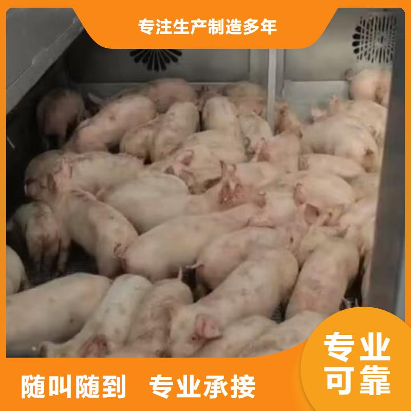 宿遷泗洪到種仔豬運(yùn)輸-專用車長(zhǎng)期合作源頭廠家來(lái)圖定制