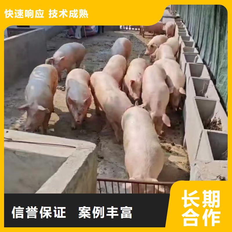 宿遷泗陽到生豬物流-空調車資質齊全檢驗發(fā)貨