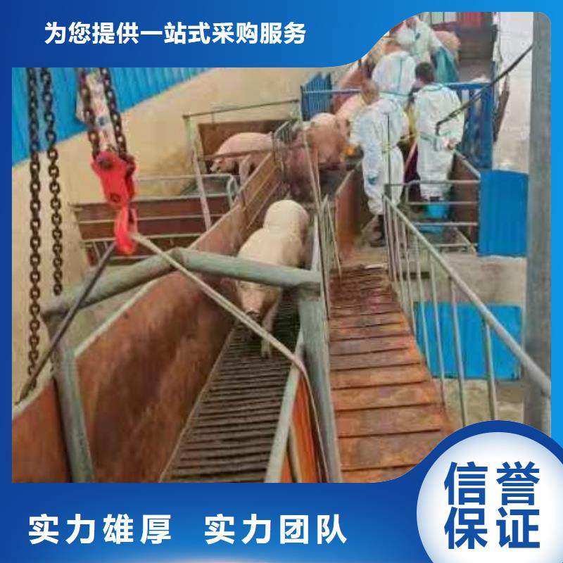 浙江到鹽城仔豬運輸