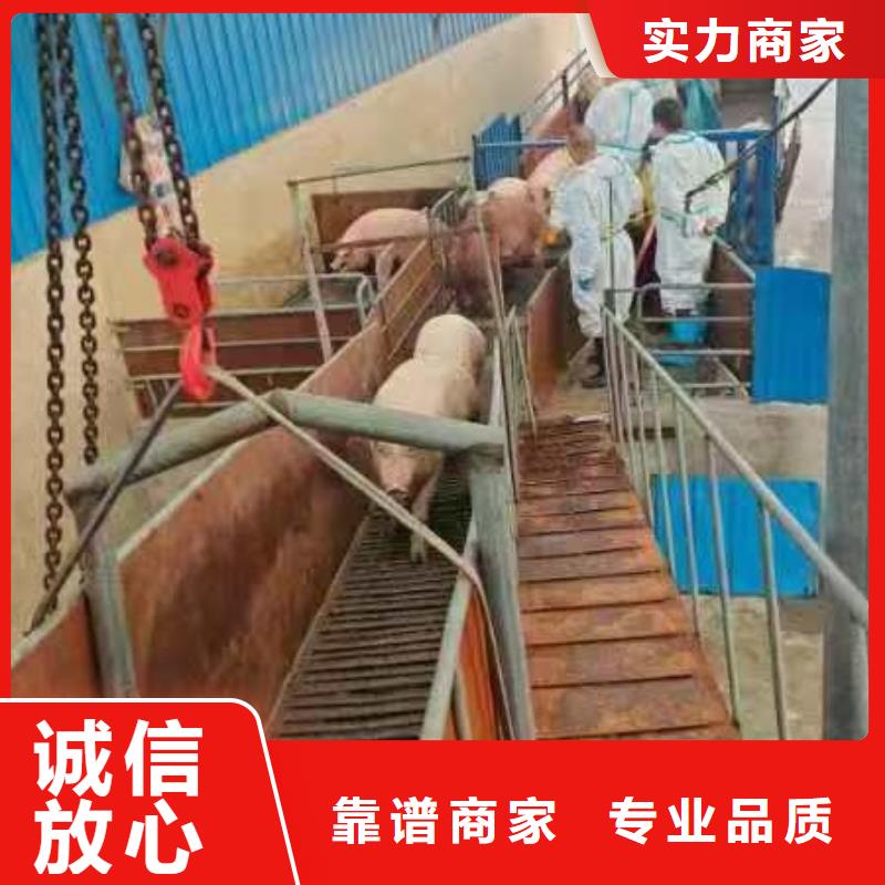 廣饒到種豬運輸空調車品質卓越工程施工案例