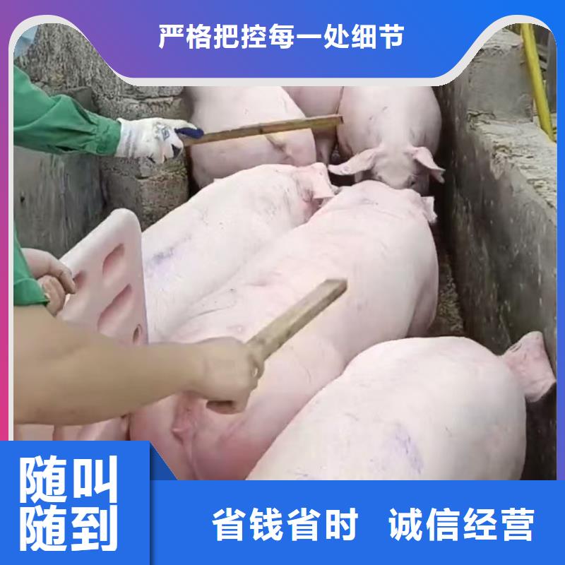 無錫到豬只貿易-專用車透明當地貨源