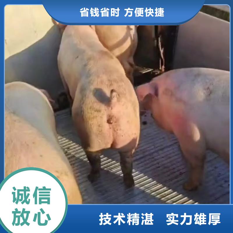 南通到生豬物流-空調(diào)車案例豐富自產(chǎn)自銷
