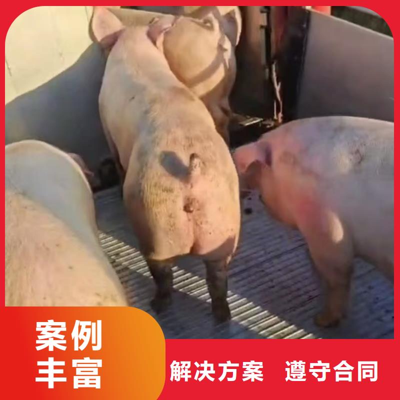 宿遷市泗陽到畜禽運輸-空調車正規(guī)公司同城服務商