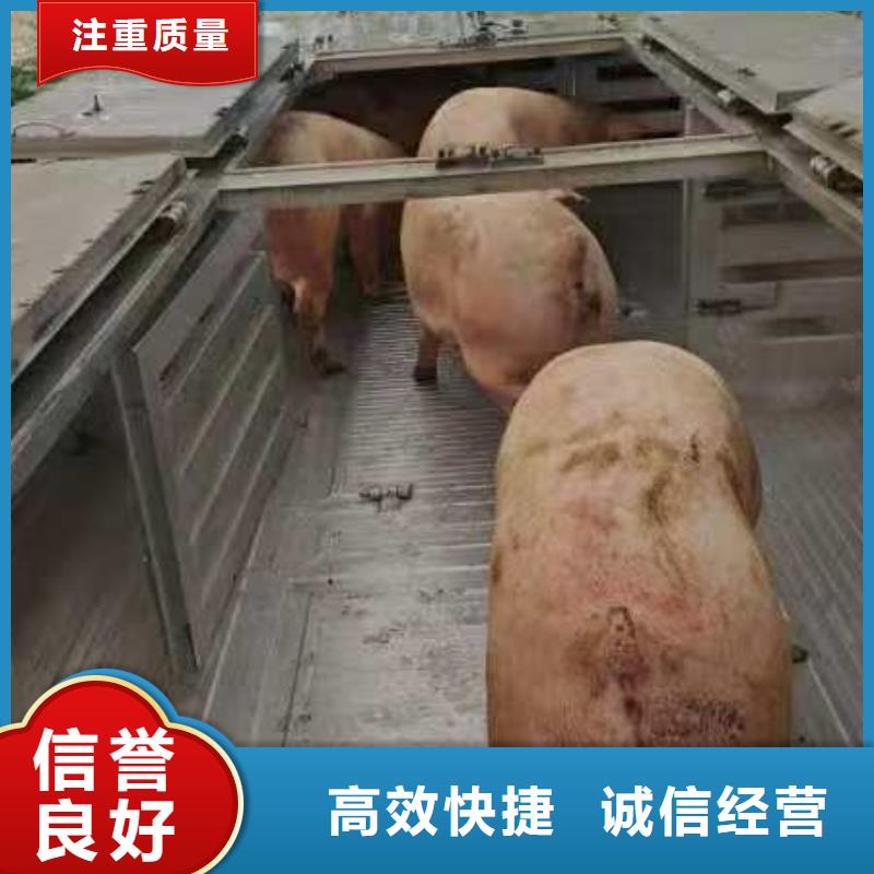 江寧到生豬運輸空調(diào)車放心之選原料層層篩選
