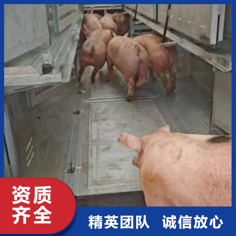 常州到鹽城仔豬運輸-專用車服務周到