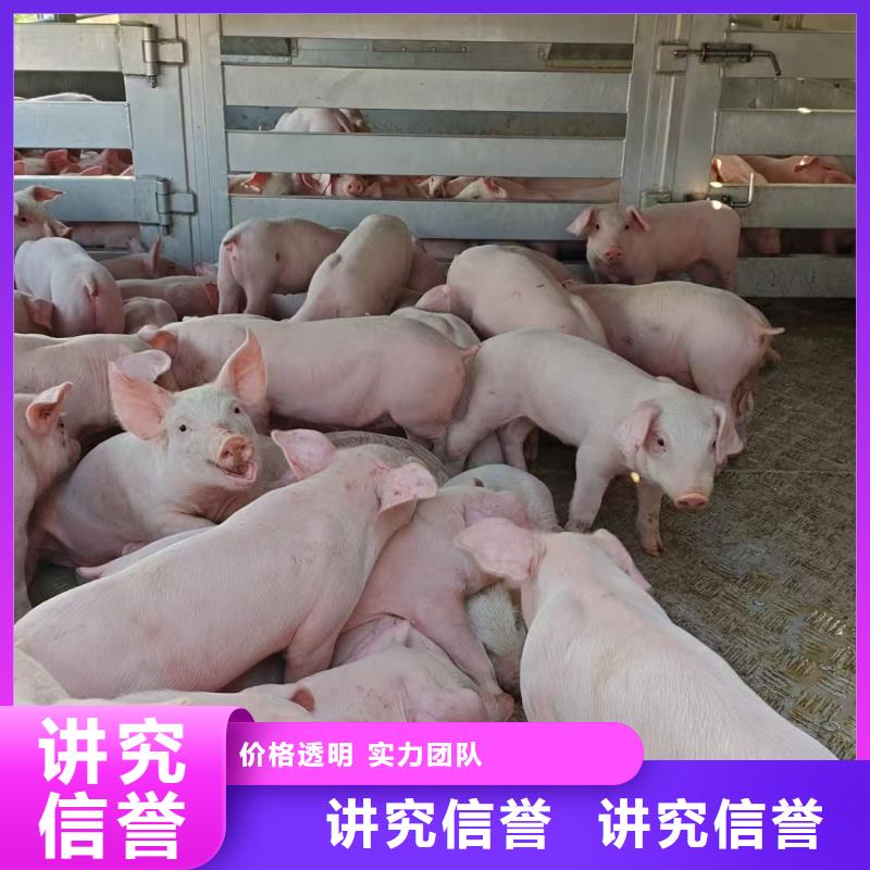 生豬運輸技術可靠服務周到豬籠車運輸精挑細選好貨