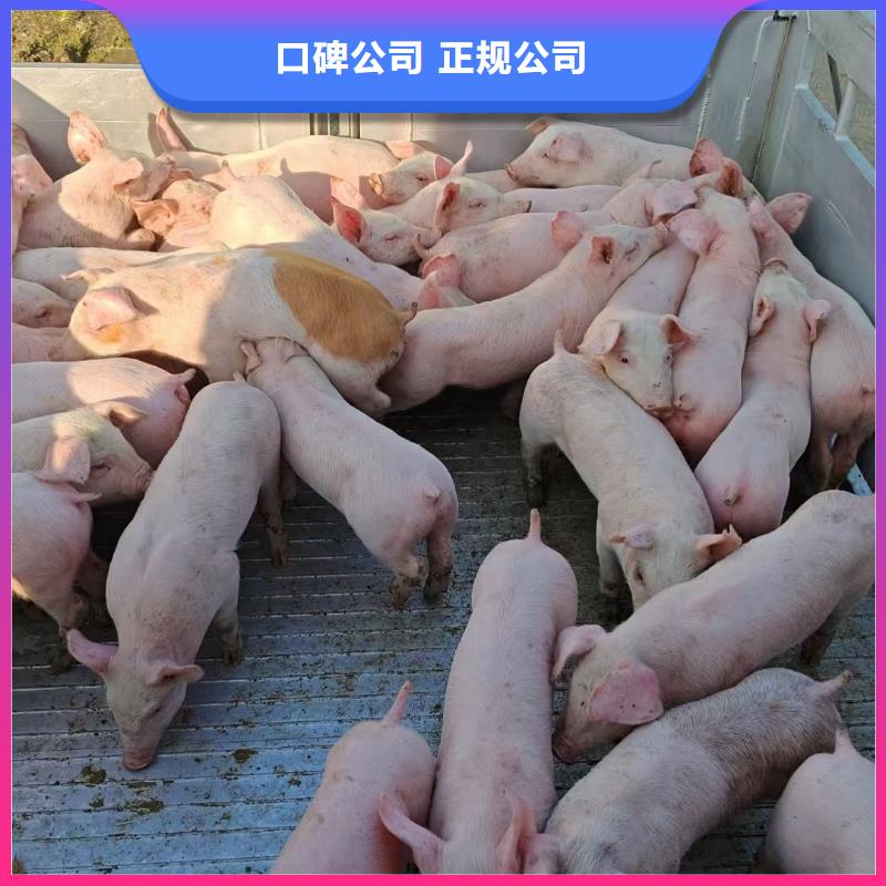 蘇州到牛運輸-專用車方便快捷嚴格把控每一處細節