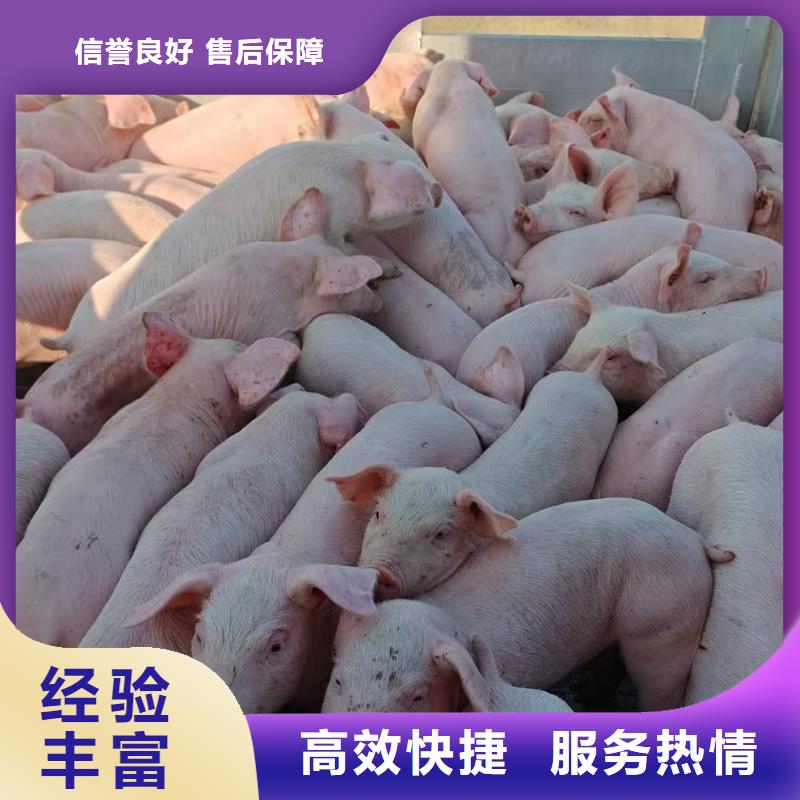 棗莊到二育運輸放心省心同城廠家