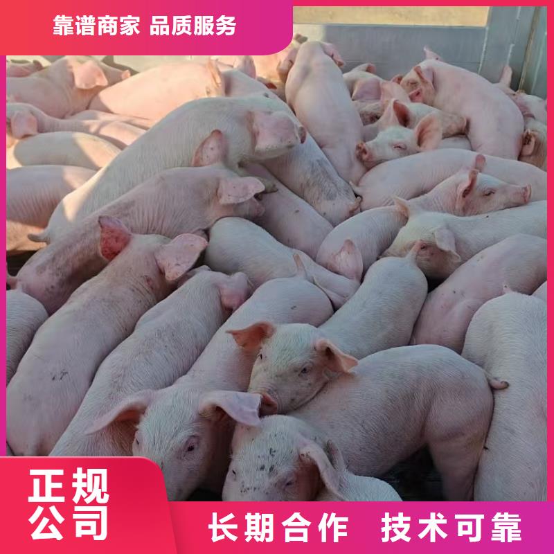 六安至活禽運輸空調車高性價比當地服務商