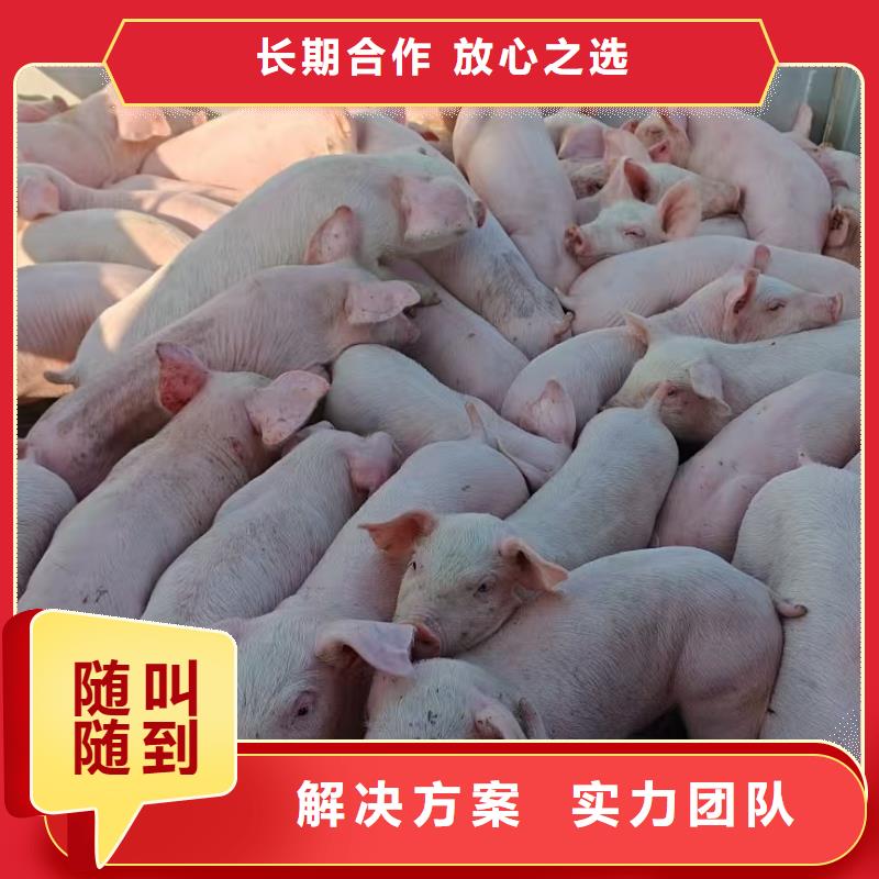 宿遷到仔豬運輸貼心服務(wù)研發(fā)生產(chǎn)銷售
