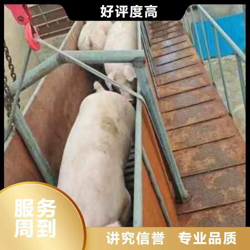 周口至種豬運輸空調車公道同城供應商