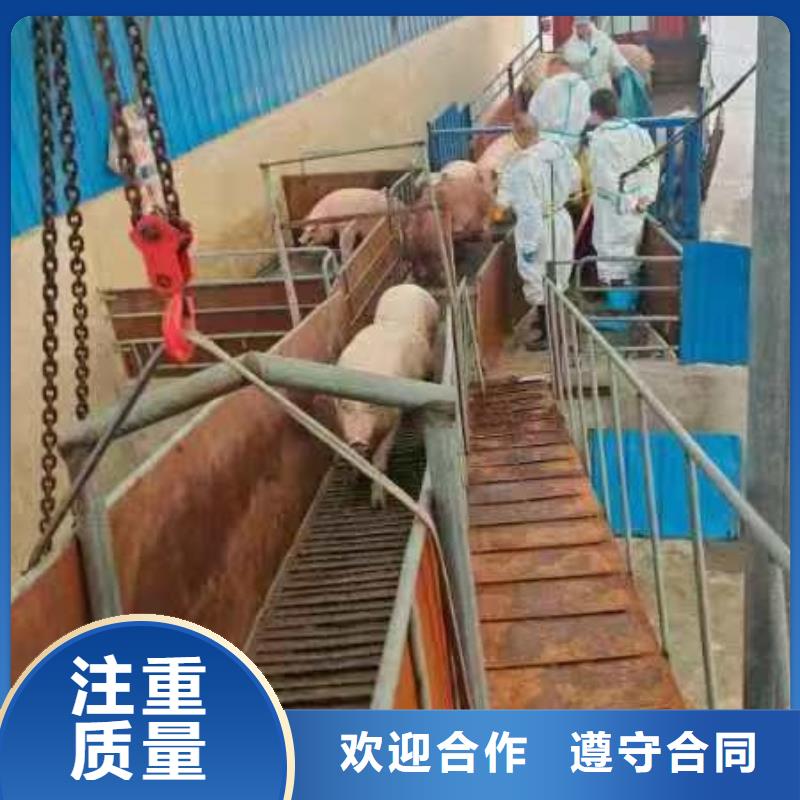 湖州至仔豬運輸恒溫車良好口碑本地公司