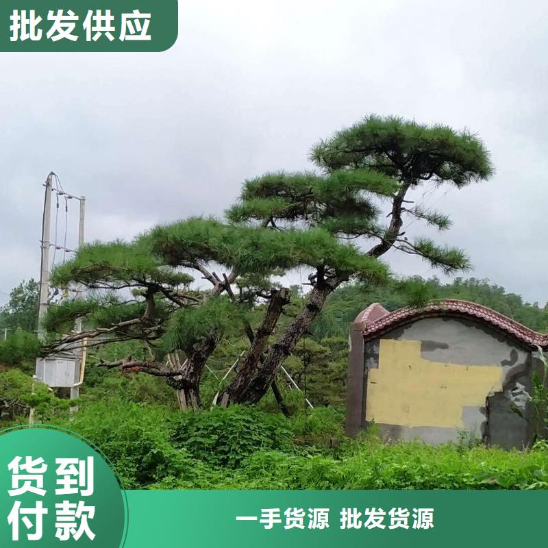 造型松造型松價(jià)格款式新穎用心做好每一件產(chǎn)品