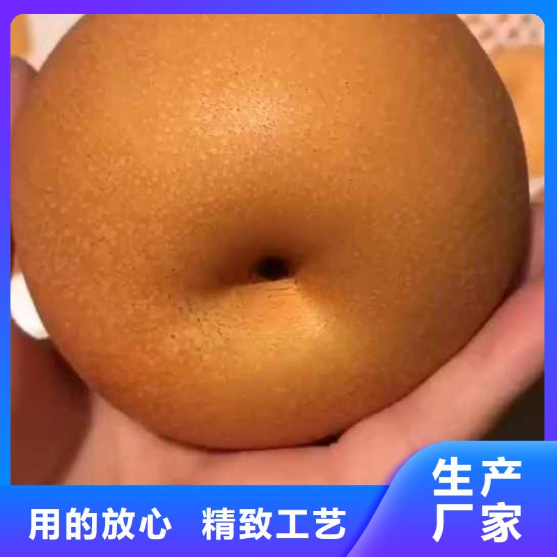 梨梨樹苗基地選擇大廠家省事省心來電咨詢