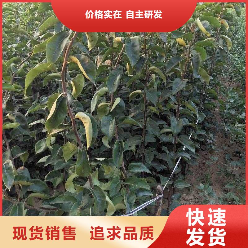 【梨】黃冠梨樹苗供貨及時免費安裝