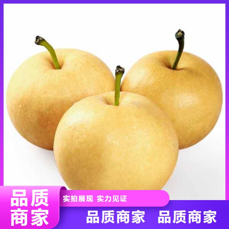梨海棠苗工藝精細(xì)質(zhì)保長(zhǎng)久貨源報(bào)價(jià)