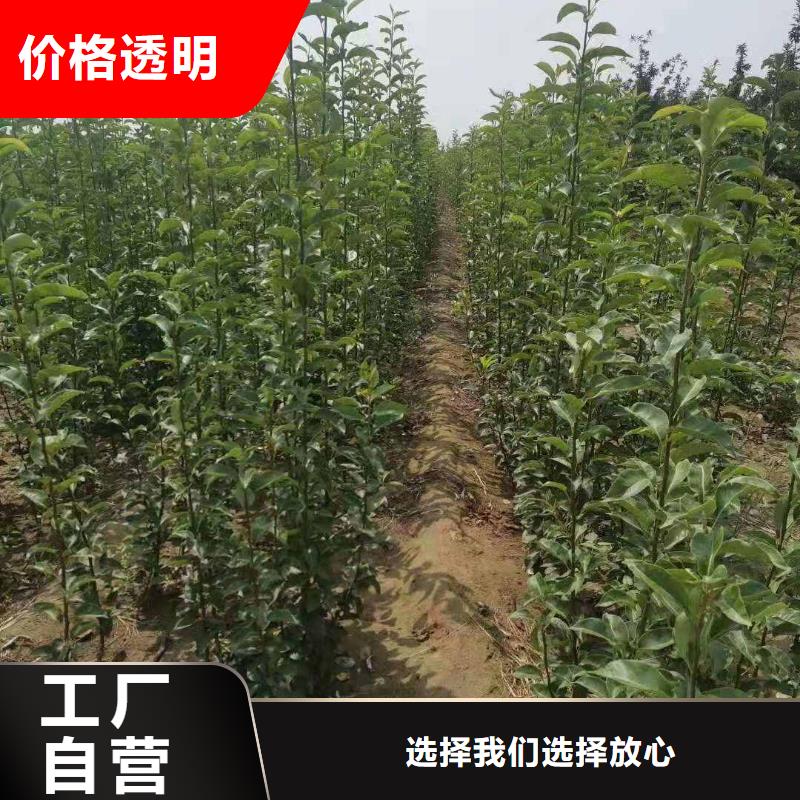 梨_【杜梨苗】來圖加工定制擁有核心技術優勢