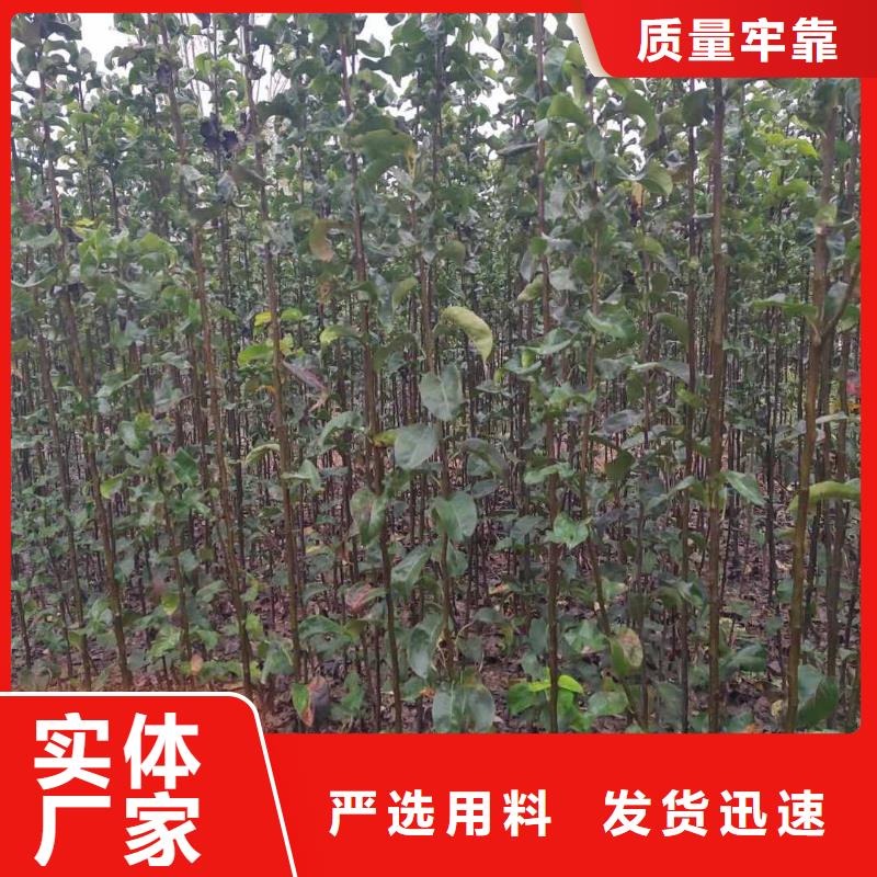 梨,梨樹苗基地貼心服務豐富的行業經驗