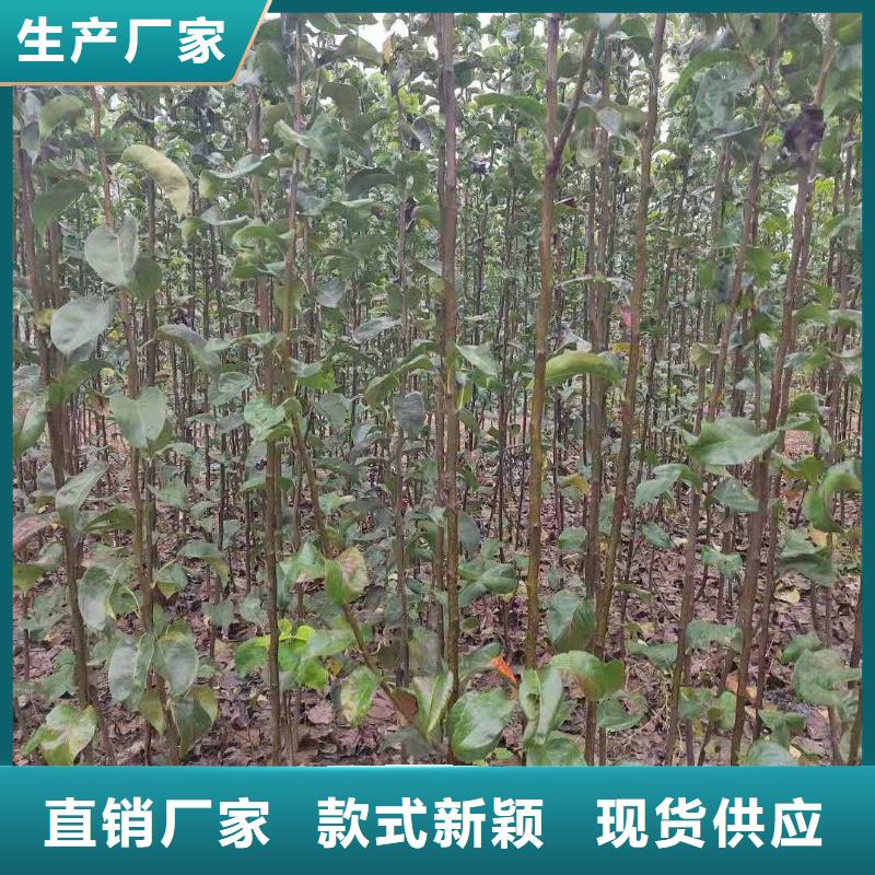 梨皇冠梨樹苗用好材做好產品規格型號全