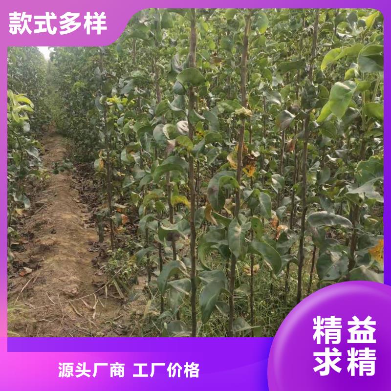 梨_秋月梨樹苗一站式供應優選原材