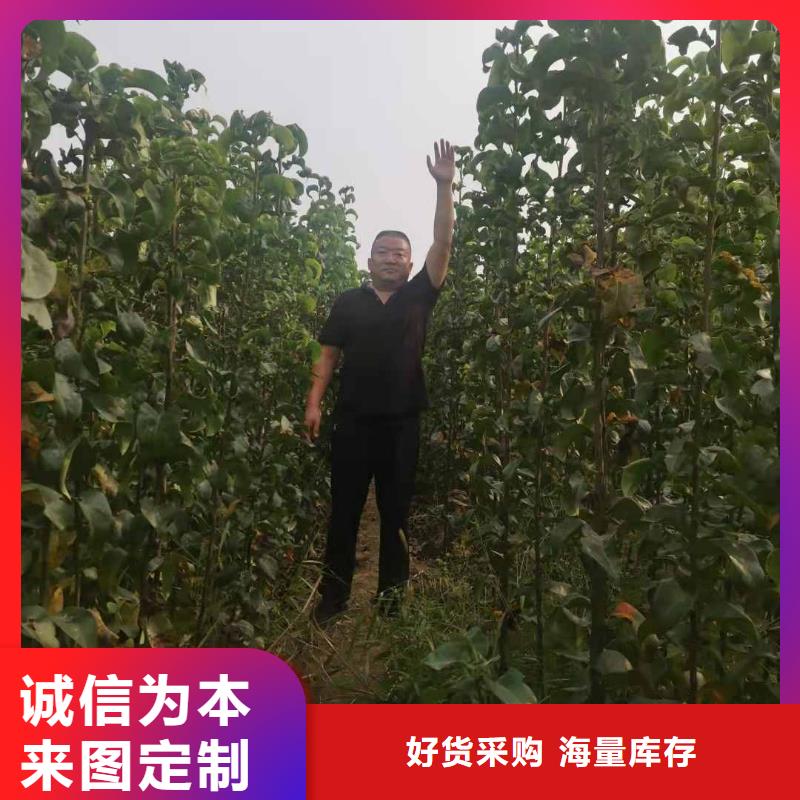 【梨-新梨7號梨樹苗細節展示】同城貨源