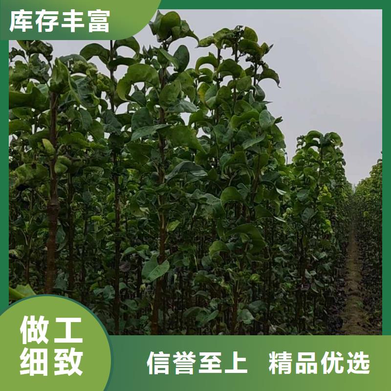 梨_杜梨苗現貨銷售同城生產商