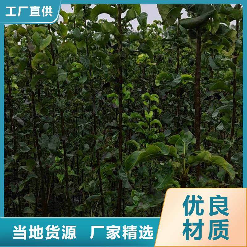 梨_瑞蟠101桃樹苗產地采購本地品牌