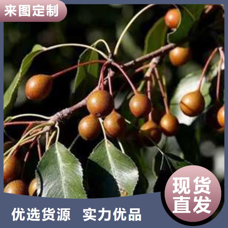 【杜梨海棠苗產地工廠】貨源穩定