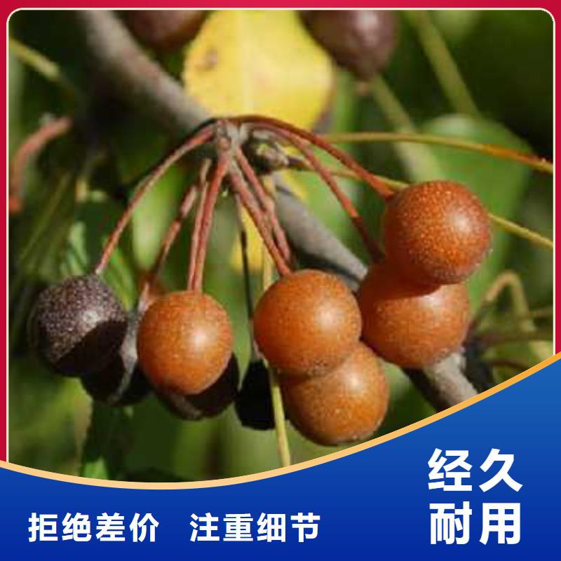 【杜梨】海棠苗滿(mǎn)足客戶(hù)所需工藝成熟