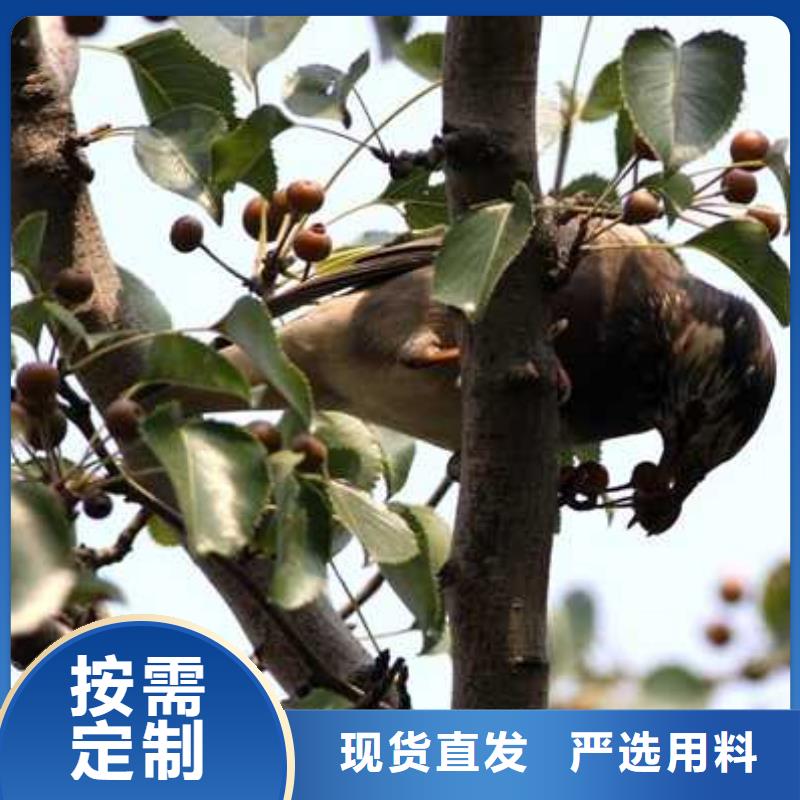 杜梨瑞蟠101桃樹苗種類多質量好商家直供