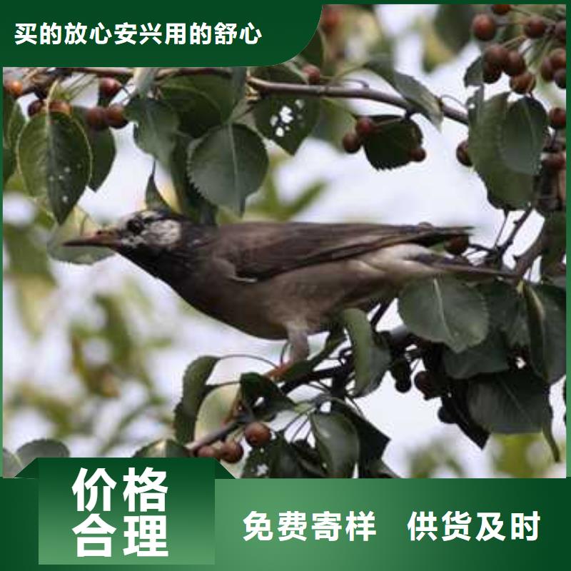 杜梨【海棠苗】使用方法把實惠留給您