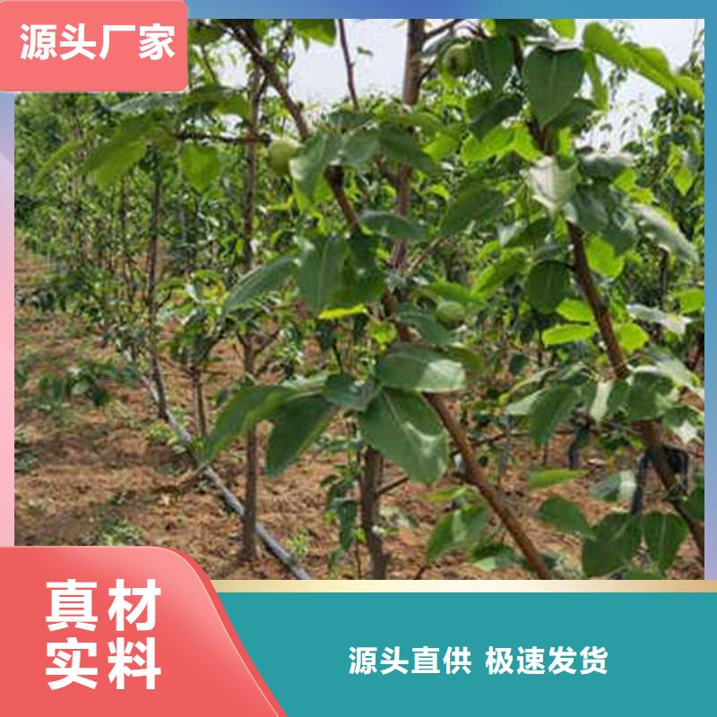 杜梨海棠苗安心購(gòu)當(dāng)?shù)刎浽? ></div>
											<div   id=