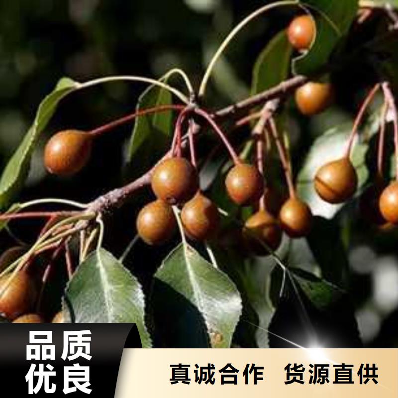 【杜梨皇冠梨樹(shù)苗定制銷(xiāo)售售后為一體】當(dāng)?shù)毓?yīng)商